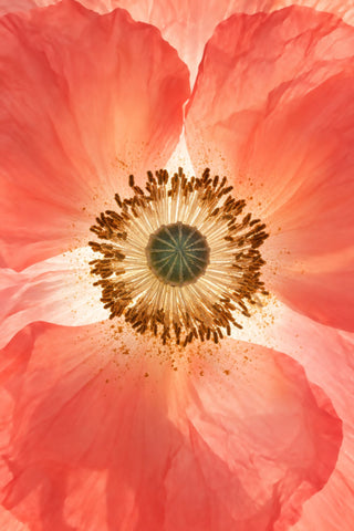 Close-up of a coral poppy with light shining through its petals
